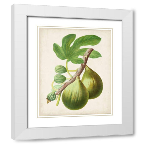 Antique Fruit IV White Modern Wood Framed Art Print with Double Matting by Vision Studio