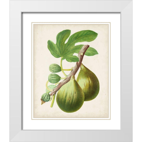 Antique Fruit IV White Modern Wood Framed Art Print with Double Matting by Vision Studio