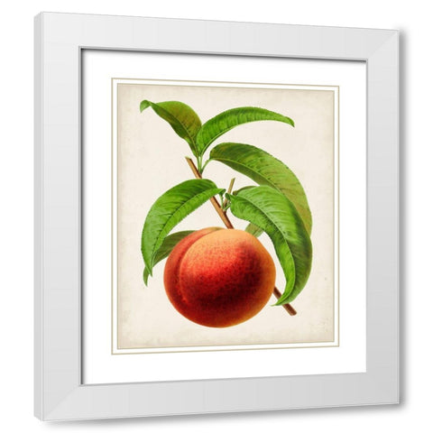 Antique Fruit V White Modern Wood Framed Art Print with Double Matting by Vision Studio