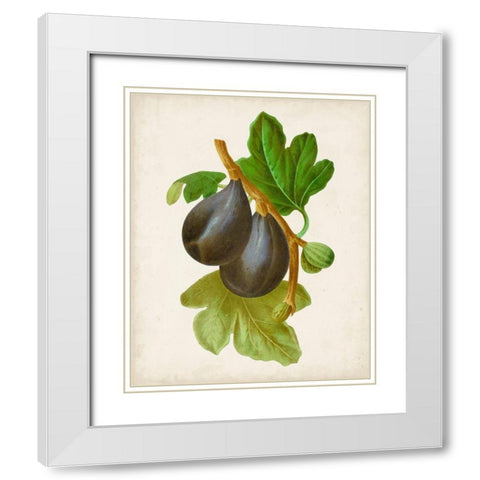 Antique Fruit VI White Modern Wood Framed Art Print with Double Matting by Vision Studio