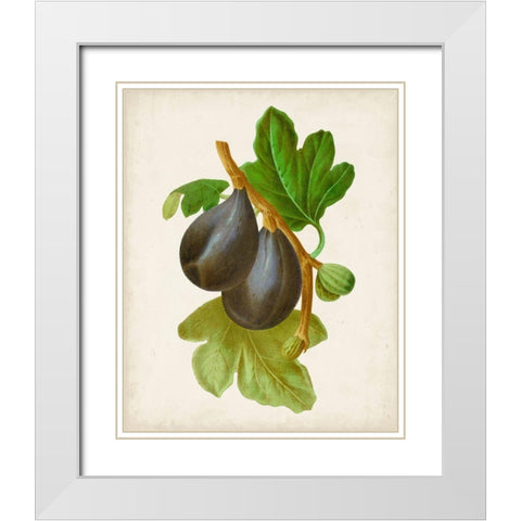 Antique Fruit VI White Modern Wood Framed Art Print with Double Matting by Vision Studio