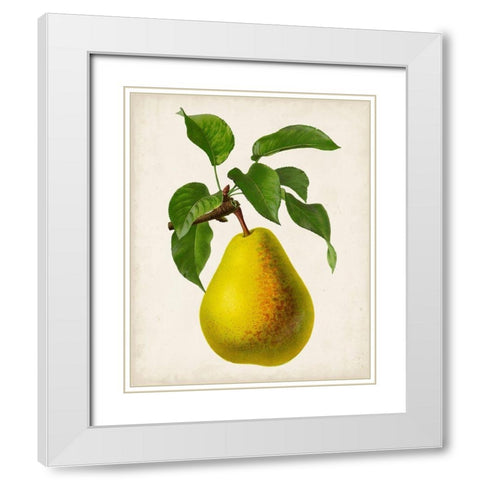 Antique Fruit VII White Modern Wood Framed Art Print with Double Matting by Vision Studio