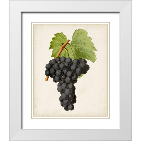 Antique Fruit VIII White Modern Wood Framed Art Print with Double Matting by Vision Studio