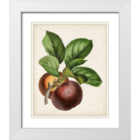 Antique Fruit IX White Modern Wood Framed Art Print with Double Matting by Vision Studio