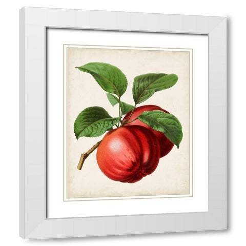 Antique Fruit X White Modern Wood Framed Art Print with Double Matting by Vision Studio