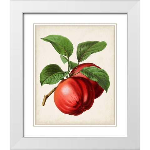 Antique Fruit X White Modern Wood Framed Art Print with Double Matting by Vision Studio