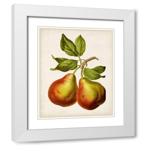 Antique Fruit XI White Modern Wood Framed Art Print with Double Matting by Vision Studio