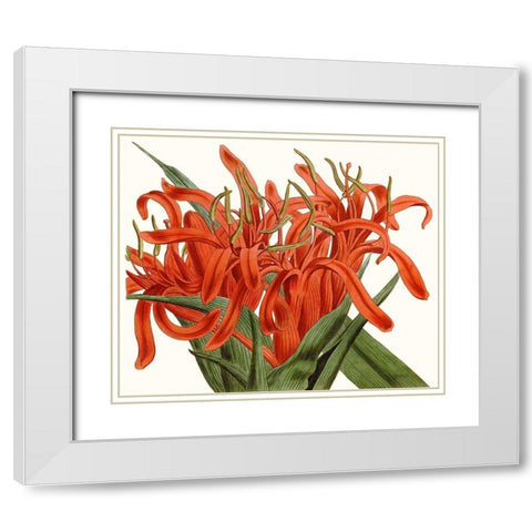 Striking Coral Botanicals I White Modern Wood Framed Art Print with Double Matting by Curtis