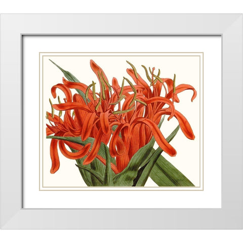 Striking Coral Botanicals I White Modern Wood Framed Art Print with Double Matting by Curtis