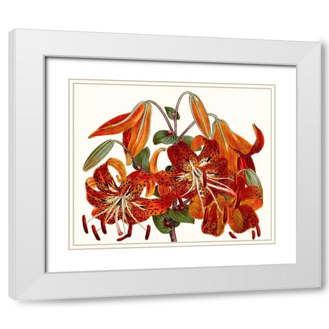 Striking Coral Botanicals II White Modern Wood Framed Art Print with Double Matting by Curtis