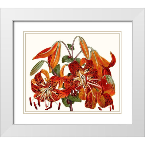 Striking Coral Botanicals II White Modern Wood Framed Art Print with Double Matting by Curtis