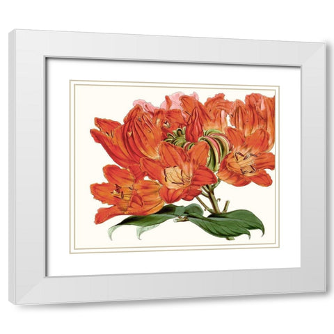 Striking Coral Botanicals III White Modern Wood Framed Art Print with Double Matting by Curtis