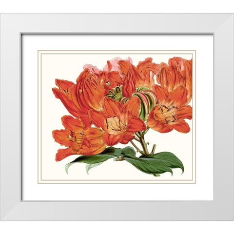 Striking Coral Botanicals III White Modern Wood Framed Art Print with Double Matting by Curtis