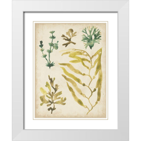 Vintage Sea Fronds IV White Modern Wood Framed Art Print with Double Matting by Vess, June Erica