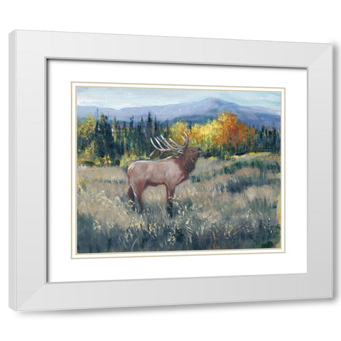 Rocky Mountain Elk II White Modern Wood Framed Art Print with Double Matting by OToole, Tim