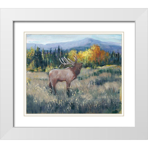 Rocky Mountain Elk II White Modern Wood Framed Art Print with Double Matting by OToole, Tim