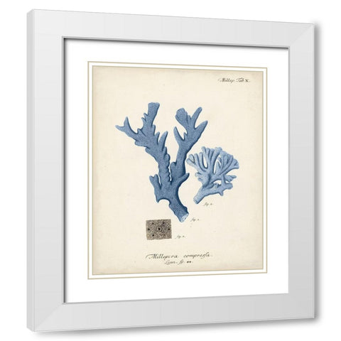 Antique Coral in Navy I White Modern Wood Framed Art Print with Double Matting by Esper, Johann