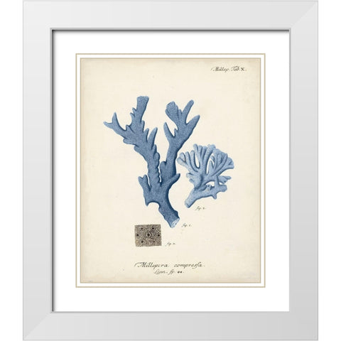 Antique Coral in Navy I White Modern Wood Framed Art Print with Double Matting by Esper, Johann