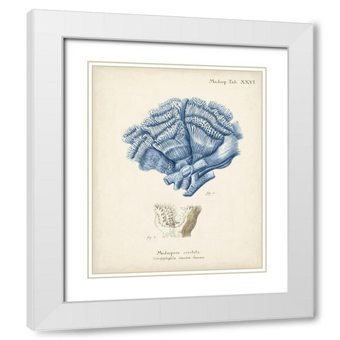 Antique Coral in Navy II White Modern Wood Framed Art Print with Double Matting by Esper, Johann