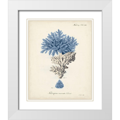 Antique Coral in Navy III White Modern Wood Framed Art Print with Double Matting by Esper, Johann