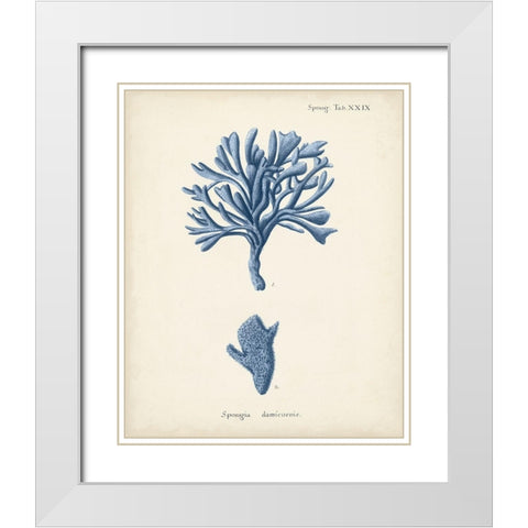 Antique Coral in Navy IV White Modern Wood Framed Art Print with Double Matting by Esper, Johann