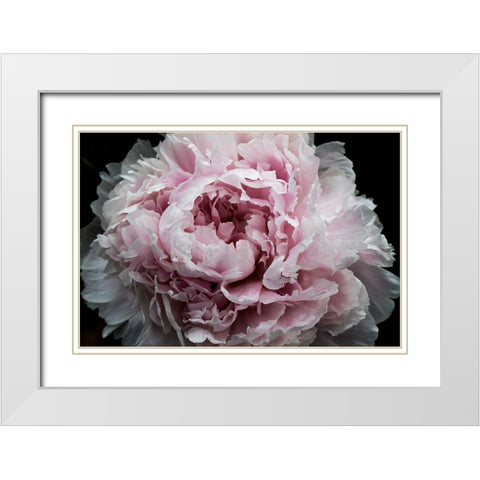 Pink Peony Passion I White Modern Wood Framed Art Print with Double Matting by Orlov, Irena