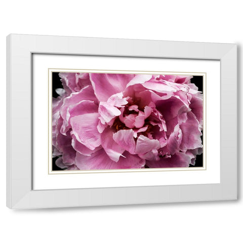 Pink Peony Passion III White Modern Wood Framed Art Print with Double Matting by Orlov, Irena