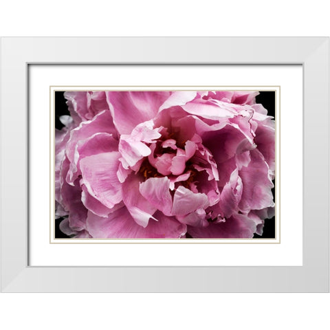 Pink Peony Passion III White Modern Wood Framed Art Print with Double Matting by Orlov, Irena