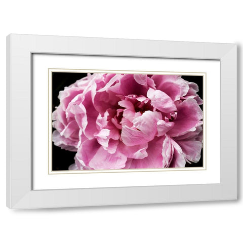 Pink Peony Passion IV White Modern Wood Framed Art Print with Double Matting by Orlov, Irena