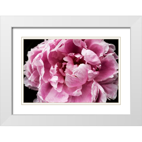 Pink Peony Passion IV White Modern Wood Framed Art Print with Double Matting by Orlov, Irena