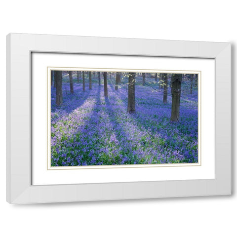 Bluebell Dreams II White Modern Wood Framed Art Print with Double Matting by Dautlich, Nick