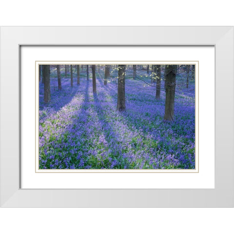 Bluebell Dreams II White Modern Wood Framed Art Print with Double Matting by Dautlich, Nick
