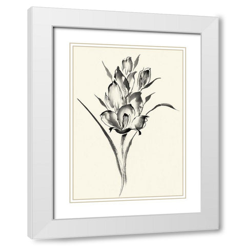 Ink Wash Floral II - Gladiolus White Modern Wood Framed Art Print with Double Matting by Rae, Nan