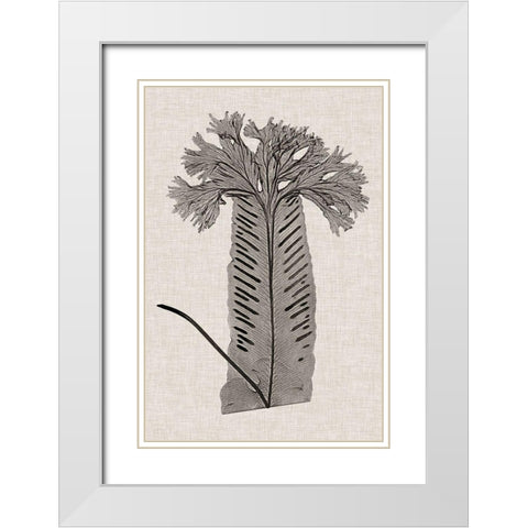 Custom Fern Family V (LG) White Modern Wood Framed Art Print with Double Matting by Lowe