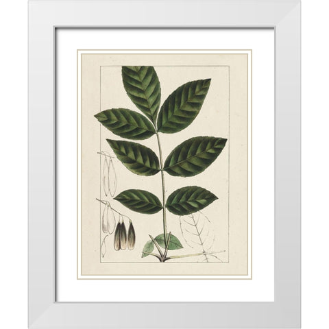 Custom Silva Leaves I (ASH) White Modern Wood Framed Art Print with Double Matting by Silva, John