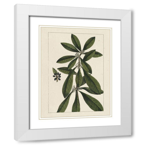 Custom Silva Leaves II (ASH) White Modern Wood Framed Art Print with Double Matting by Silva, John