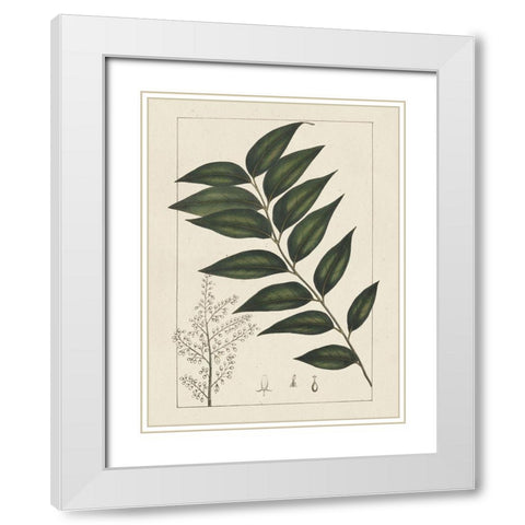 Custom Silva Leaves III (ASH) White Modern Wood Framed Art Print with Double Matting by Silva, John