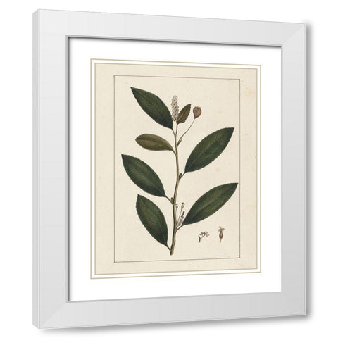Custom Silva Leaves V (ASH) White Modern Wood Framed Art Print with Double Matting by Silva, John