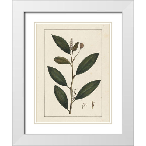 Custom Silva Leaves V (ASH) White Modern Wood Framed Art Print with Double Matting by Silva, John