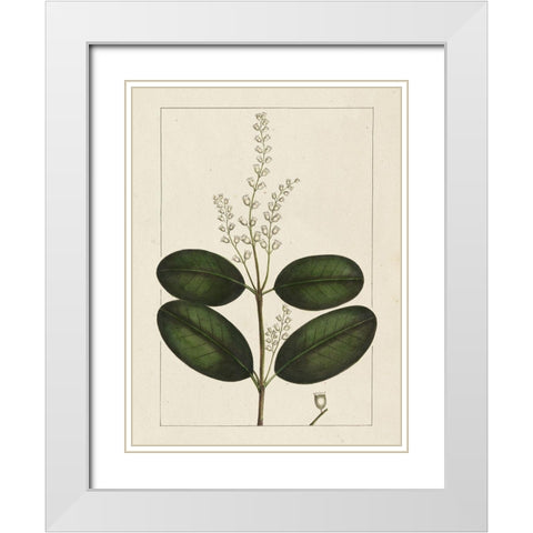 Custom Silva Leaves VI (ASH) White Modern Wood Framed Art Print with Double Matting by Silva, John