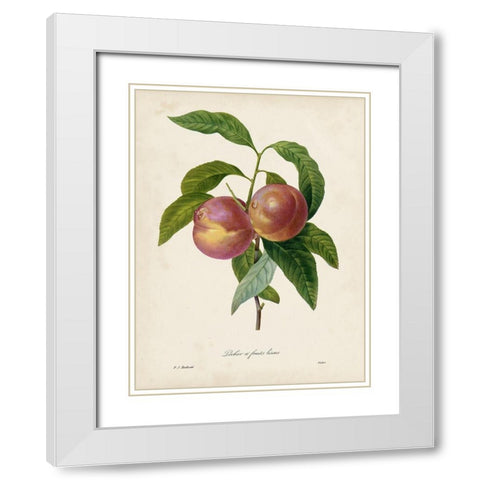 Redoutes Fruit II White Modern Wood Framed Art Print with Double Matting by Redoute, Pierre