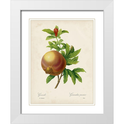 Redoutes Fruit III White Modern Wood Framed Art Print with Double Matting by Redoute, Pierre
