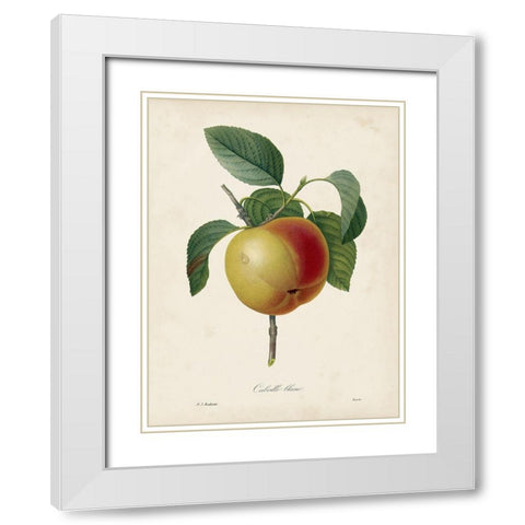Redoutes Fruit IV White Modern Wood Framed Art Print with Double Matting by Redoute, Pierre