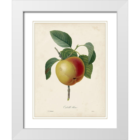 Redoutes Fruit IV White Modern Wood Framed Art Print with Double Matting by Redoute, Pierre