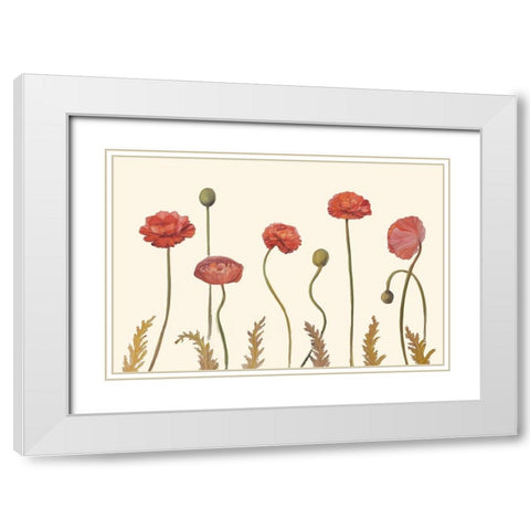 Coral Poppy Display I White Modern Wood Framed Art Print with Double Matting by Iafrate, Sandra