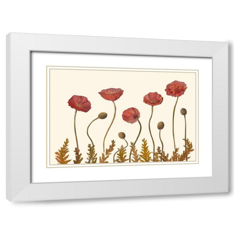 Coral Poppy Display II White Modern Wood Framed Art Print with Double Matting by Iafrate, Sandra
