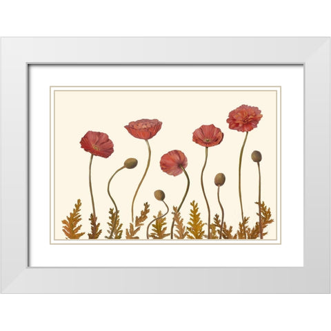 Coral Poppy Display II White Modern Wood Framed Art Print with Double Matting by Iafrate, Sandra