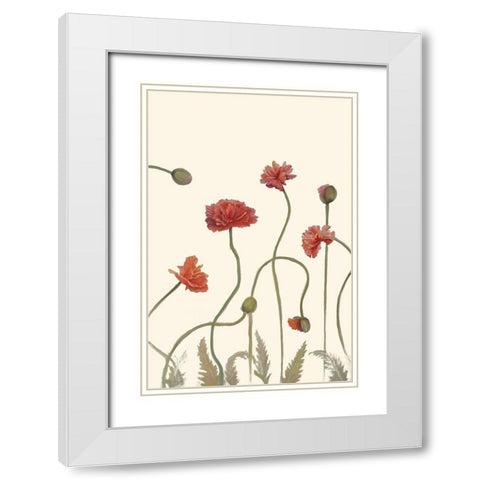 Coral Poppy Display III White Modern Wood Framed Art Print with Double Matting by Iafrate, Sandra