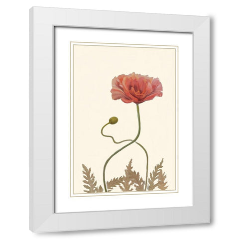 Coral Poppy Display IV White Modern Wood Framed Art Print with Double Matting by Iafrate, Sandra