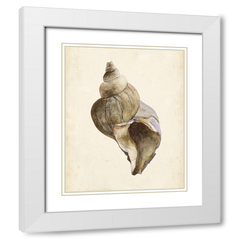 3-UP Watercolor Seashell II White Modern Wood Framed Art Print with Double Matting by Wang, Melissa